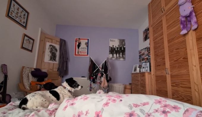 A view from the bed of a purple coloured room with pine wardrobes and drawers and a black and white dog sat at the foot of the bed.