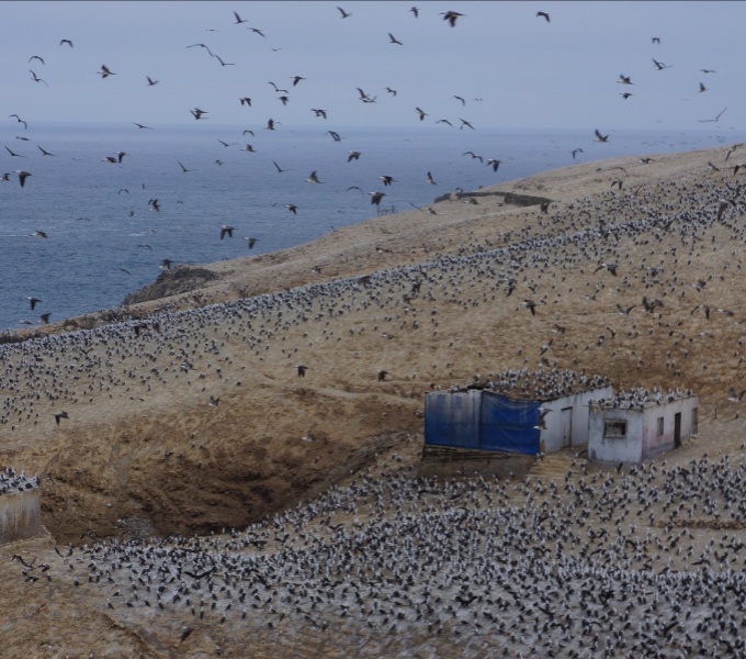 Photograph of two basic designed huts on a cliff surrounded by hundreds of seabirds, resting and in flight. The sea is visible beyond the cliff edge.