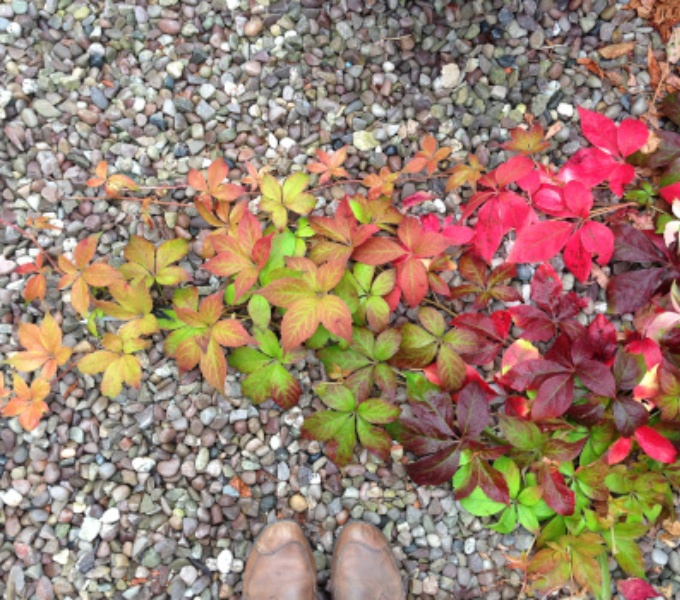 A virginia creeper in Autumnal colours grows across a pebble path.