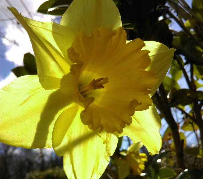 A daffodil flower, backlit by spring sunshine. Its petals bright and luminescent.