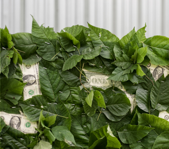 Green beech leaves hedge with dollar notes growing amongst the leaves.