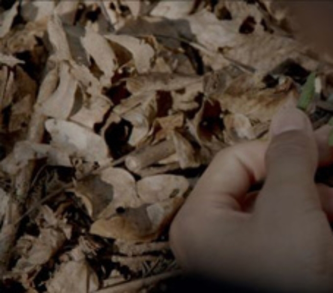 A Black masc boi carefully strokes tiny green shoots breaching the carpet of dead leaves.