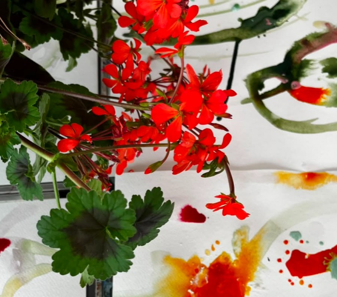 White paper with vibrant green, orange and yellow ink marks. Hanging above is the bright flower head of a geranium. It is a deep orange red colour, with deep green leaves.