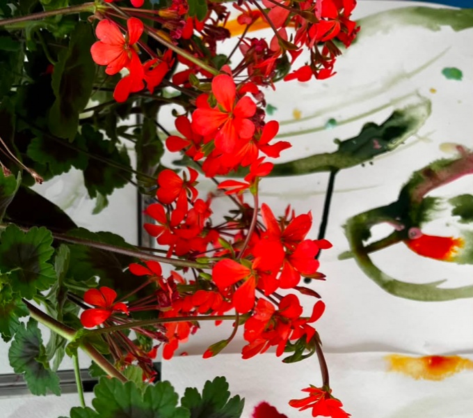 Red geranium plant from above. It rests on a paper table cloth decorated in abstract ink pattern in green, orange and red.