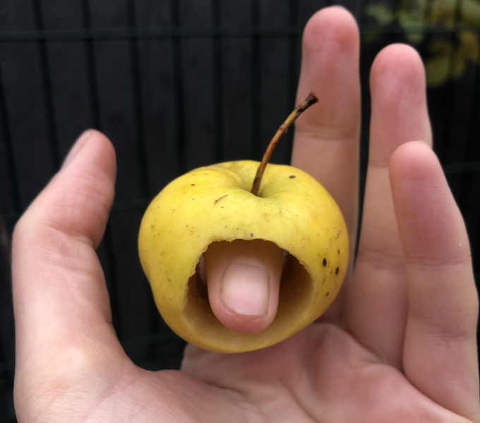 A small yellowy green apple with a large hole cut through the centre, balanced on the index finger of a hand with light pink skin, the way you might put on a ring. The tip of the finger protrudes through the hole in the apple as though it's a worm.