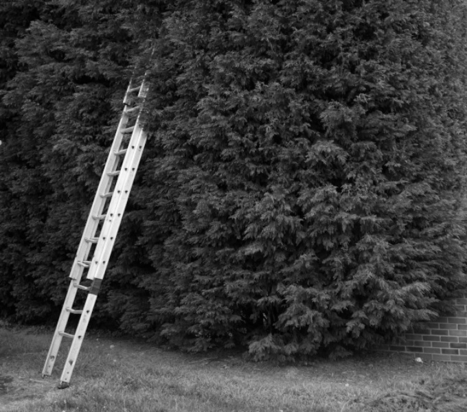 A black and white image of an extendable ladder propped against a tall evergreen tree. The top of the ladder disappears into the branches half way up the tree.
