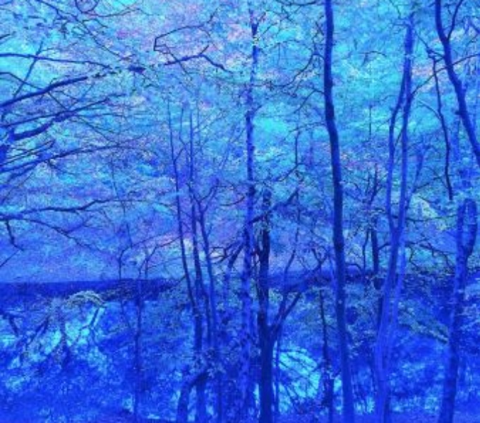 An abstract like photographic image of woodland in a range of blue tones. 