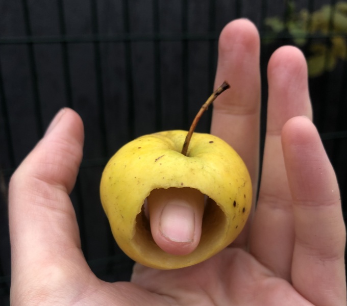 A small yellowy green apple with a large hole cut through the centre, balanced on the index finger of a hand with light pink skin, the way you might put on a ring. The tip of the finger protrudes through the hole in the apple as though it's a worm.
