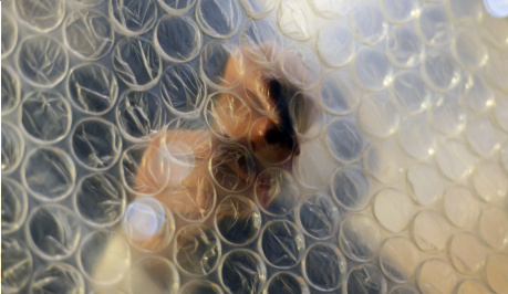 Through the bubbles of a sheet of bubble wrap can be seen part of a body in navy blue with hands pressing on to the bubble wrap, popping